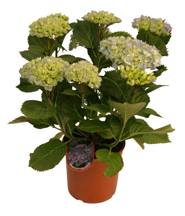Hortensia 21 cm potte